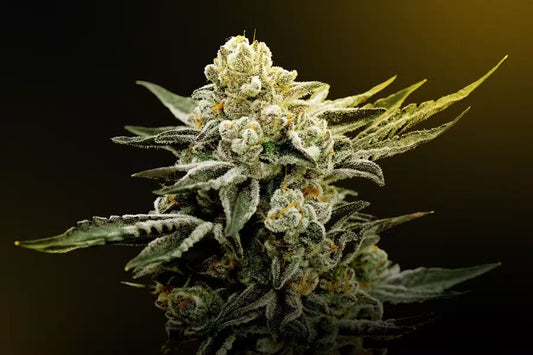 Indoor-Grown THCa for Unmatched Quality
