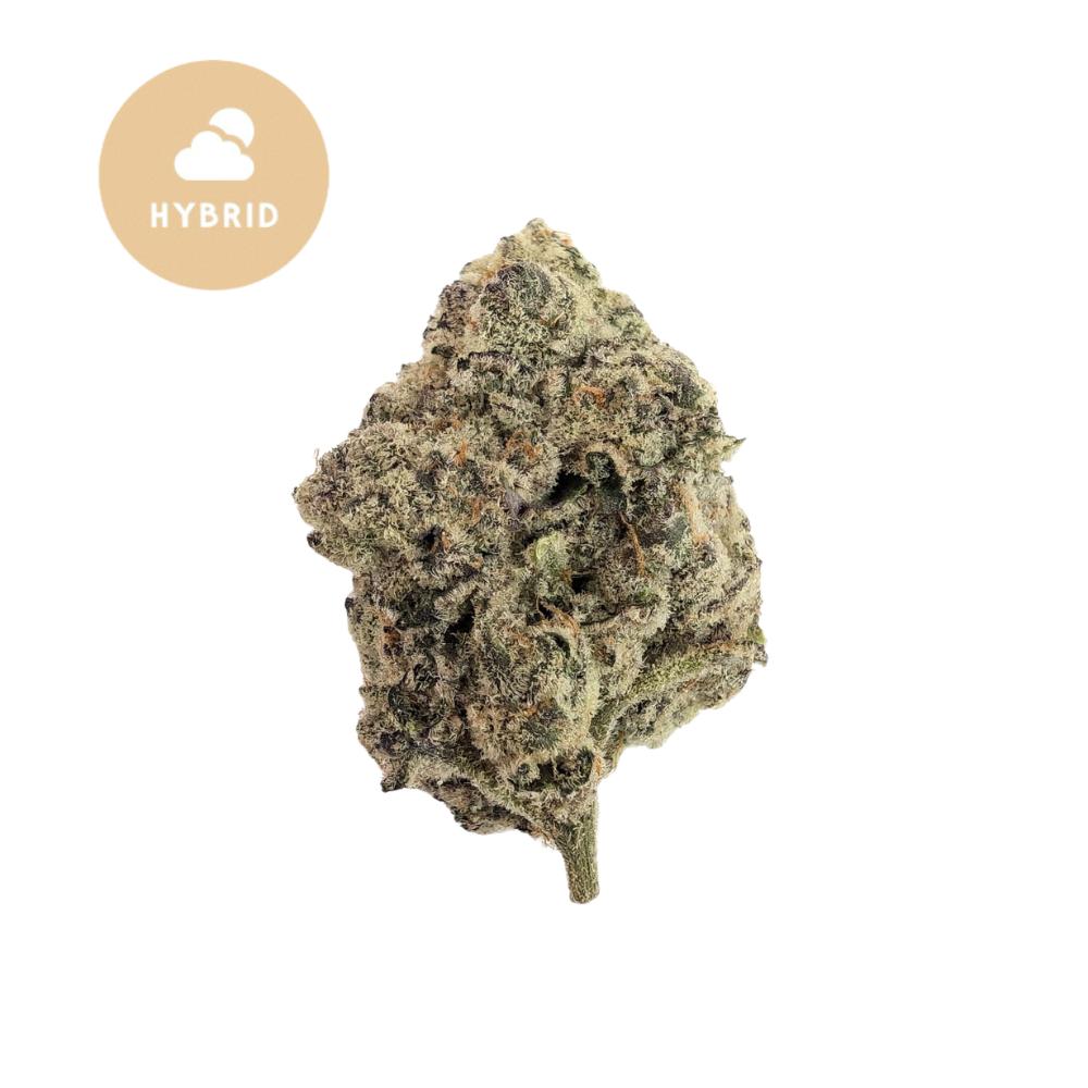 Gary Payton THCa Flower – Potent Hybrid Powerhouse with Legendary Flavor