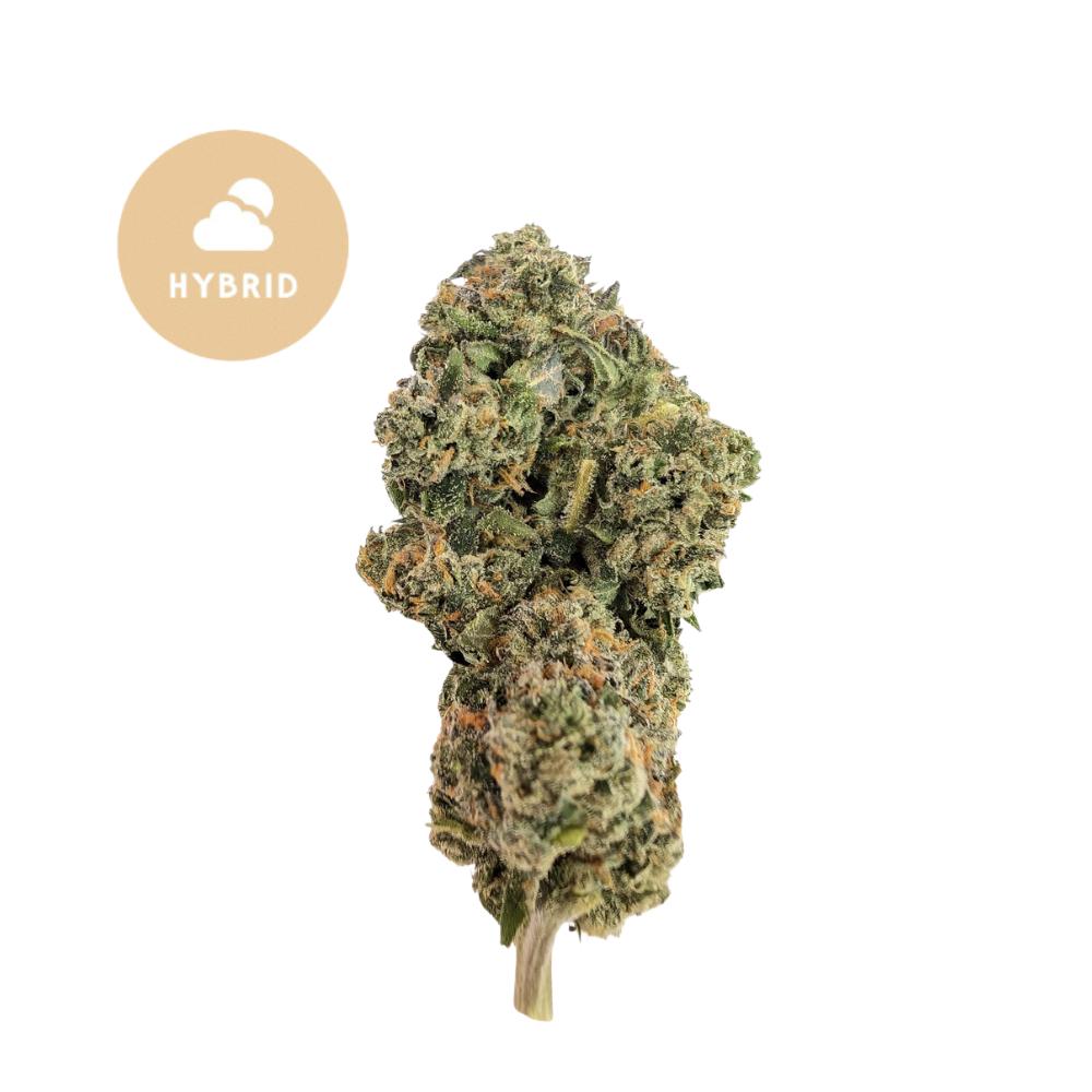 Wonderbread THCa – Hybrid with Sweet, Gassy Punch