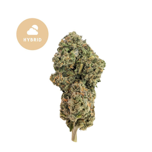 Wonderbread THCa – Hybrid with Sweet, Gassy Punch