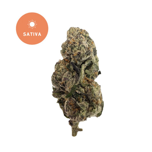 Lemon Pie THCA Flower - Premium Sativa