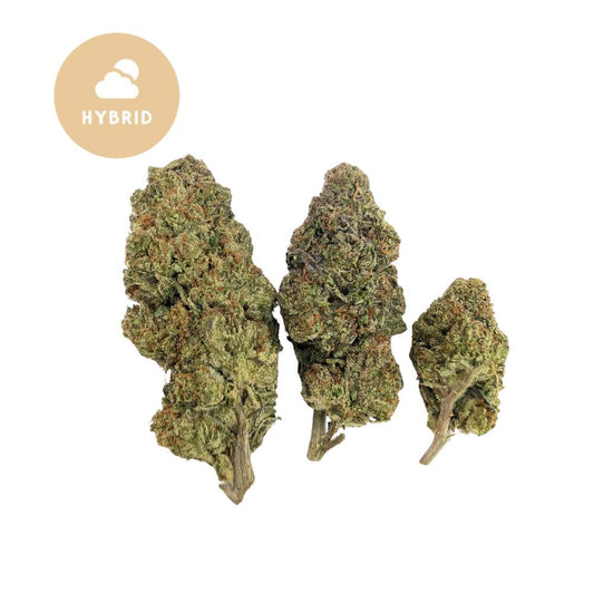 Jet Fuel Gelato THCA Flower - Gold For Less Hybrid