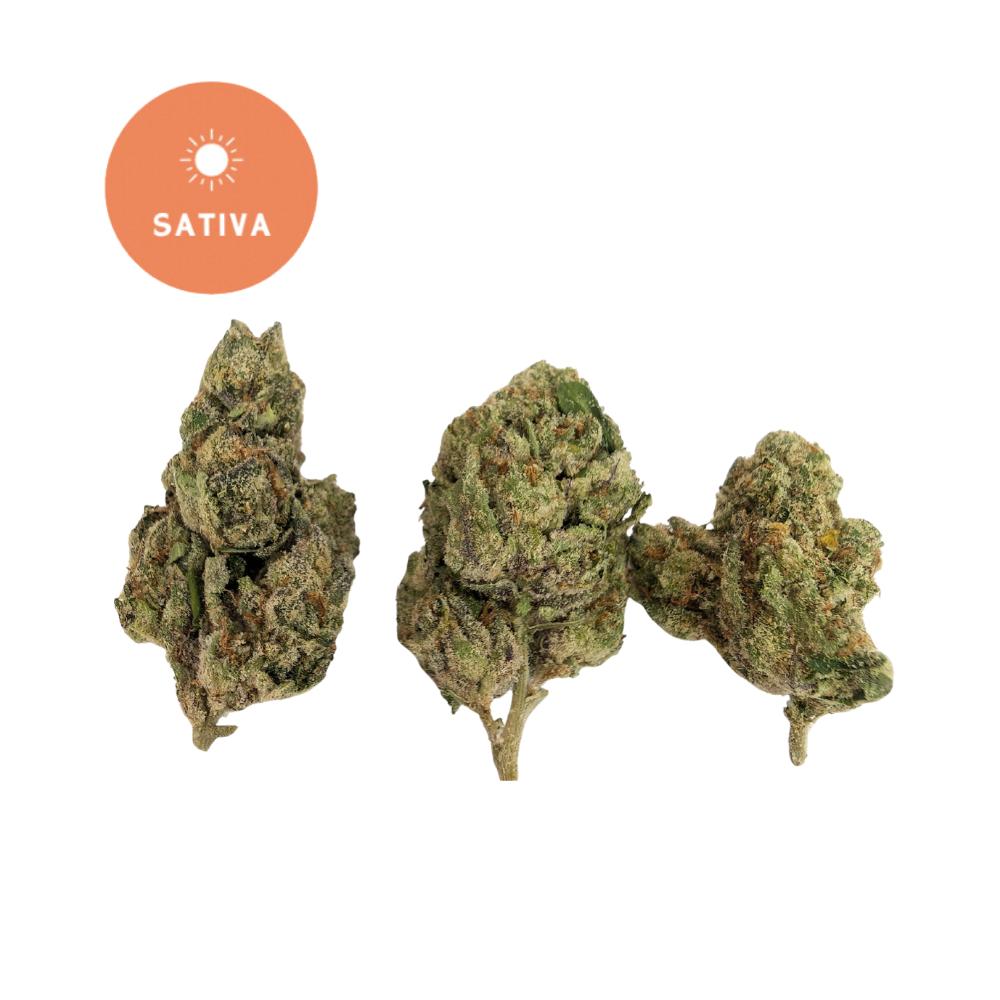 Mimosa THCA Flower - Gold For Less Sativa