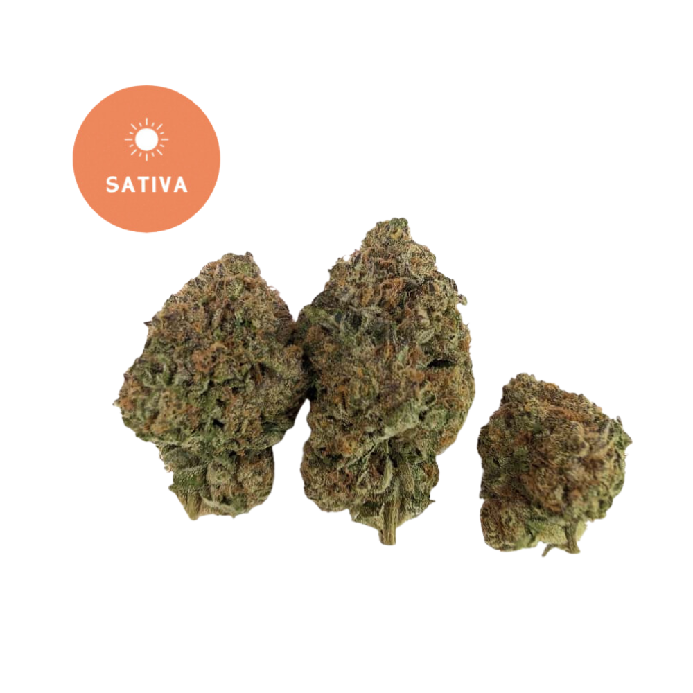 Pineapple Express THCA Flower - Gold For Less Sativa