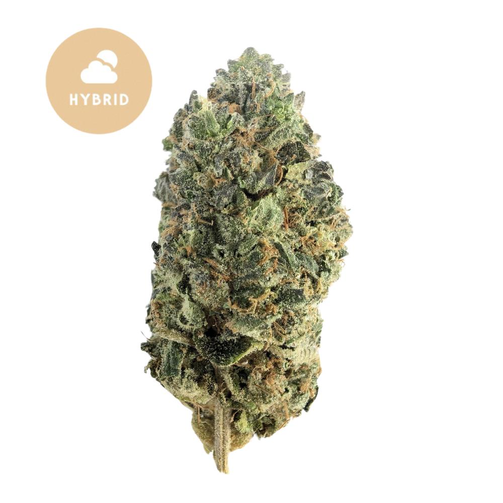 Platinum Lemon Gusher THCa - Premium Hybrid for an Unmatched Experience