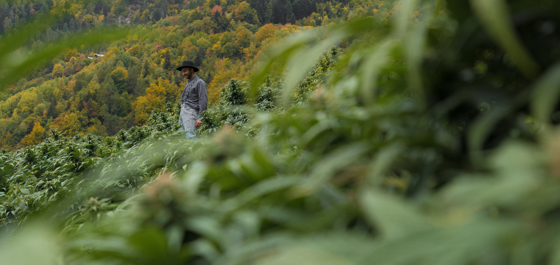 Our Best-Selling THCa Strains — Loved by Thousands
