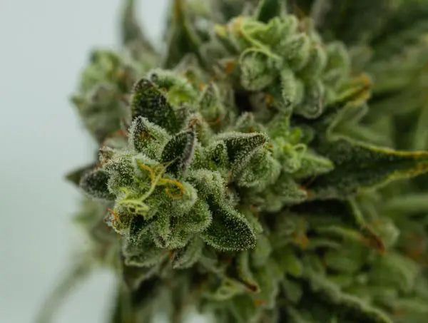 Indica
