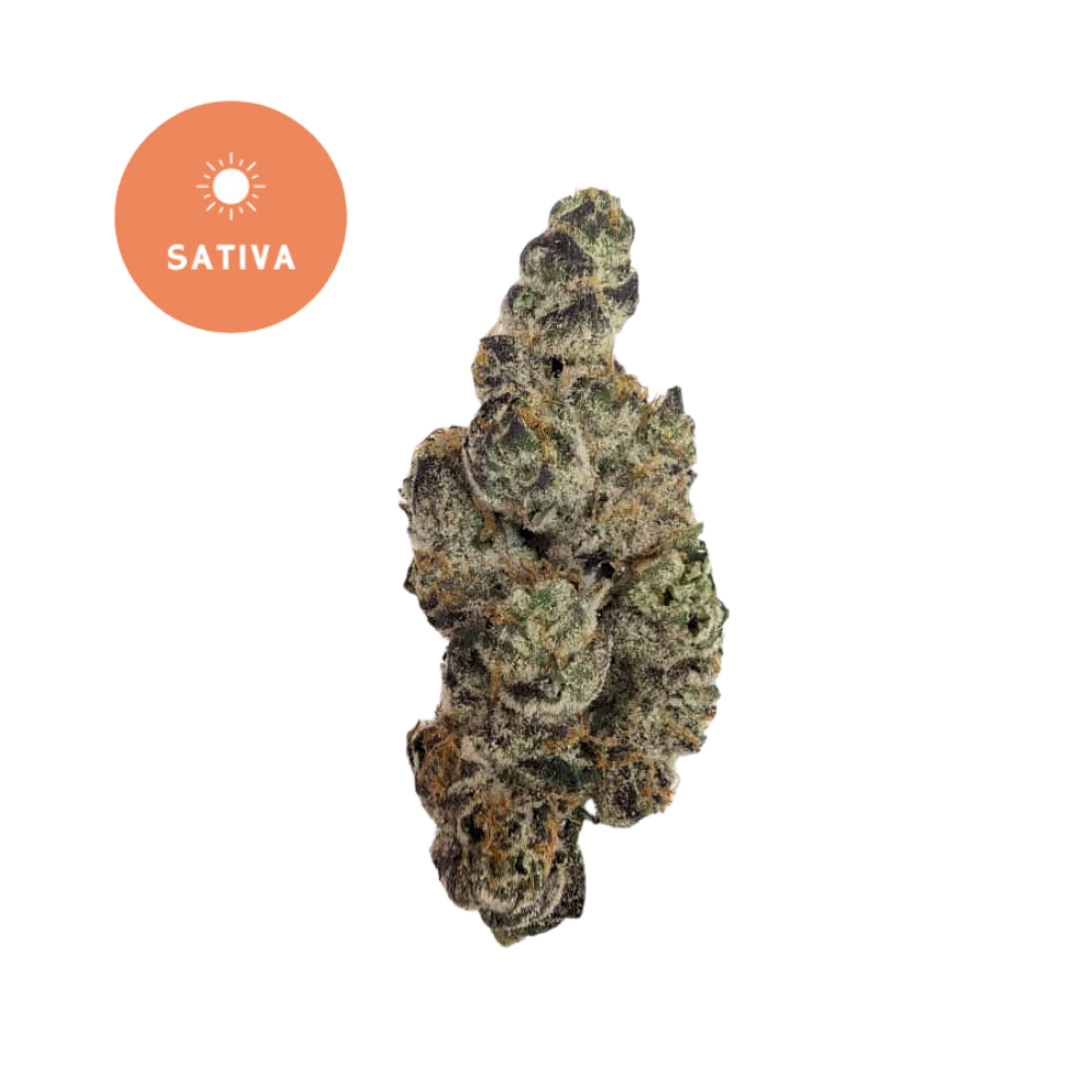 Maui Wowie THCA Flower - Hawaiian Paradise Sativa